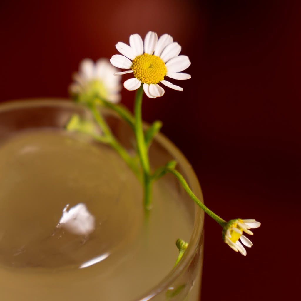 A pale golden cocktail in a rocks glass with two fresh chamomile flowers on a stem draped over the rim, against a deep red background