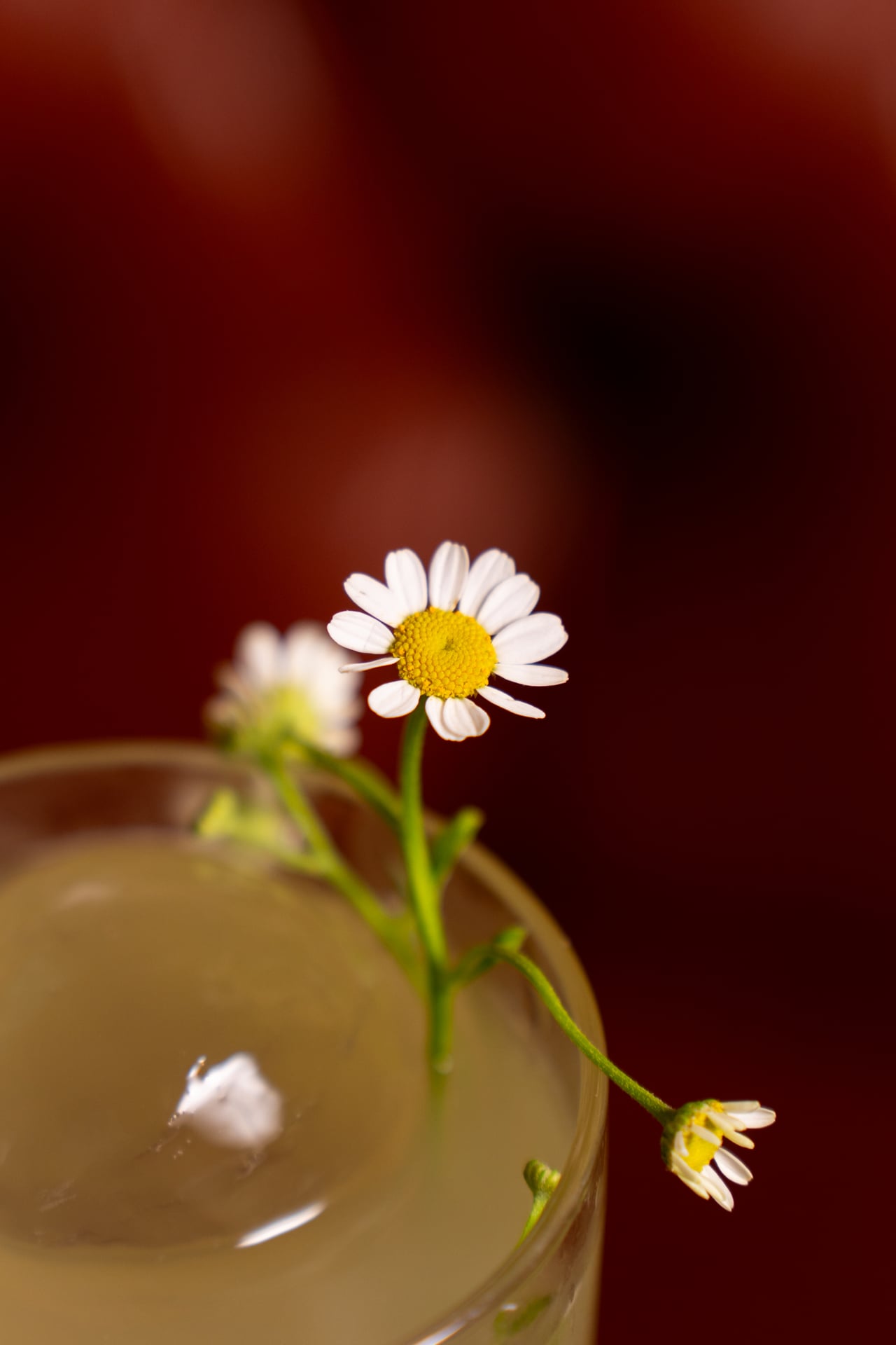 Close-up of chamomile flowers used as a garnish on the rim of a cocktail glass containing a pale yellow drink, set against a blurred dark red background